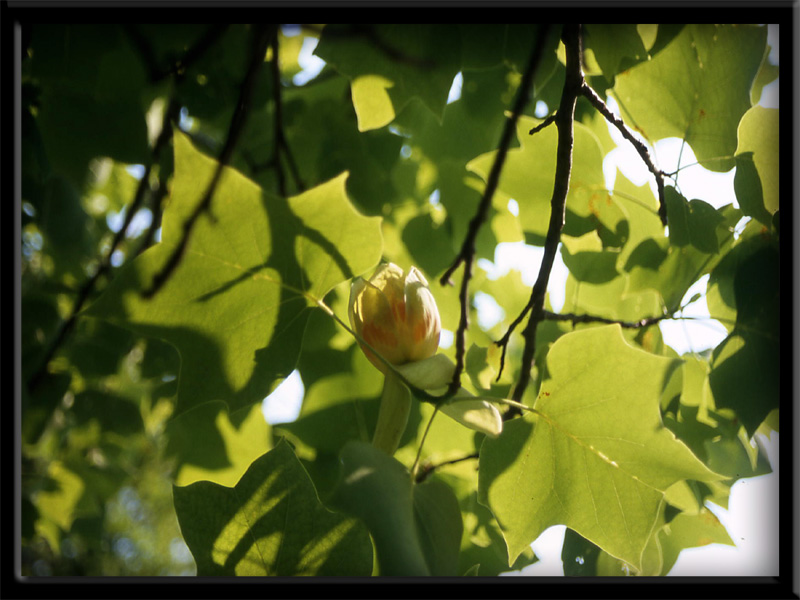 Liriodendron tulipifera L. - quiz -